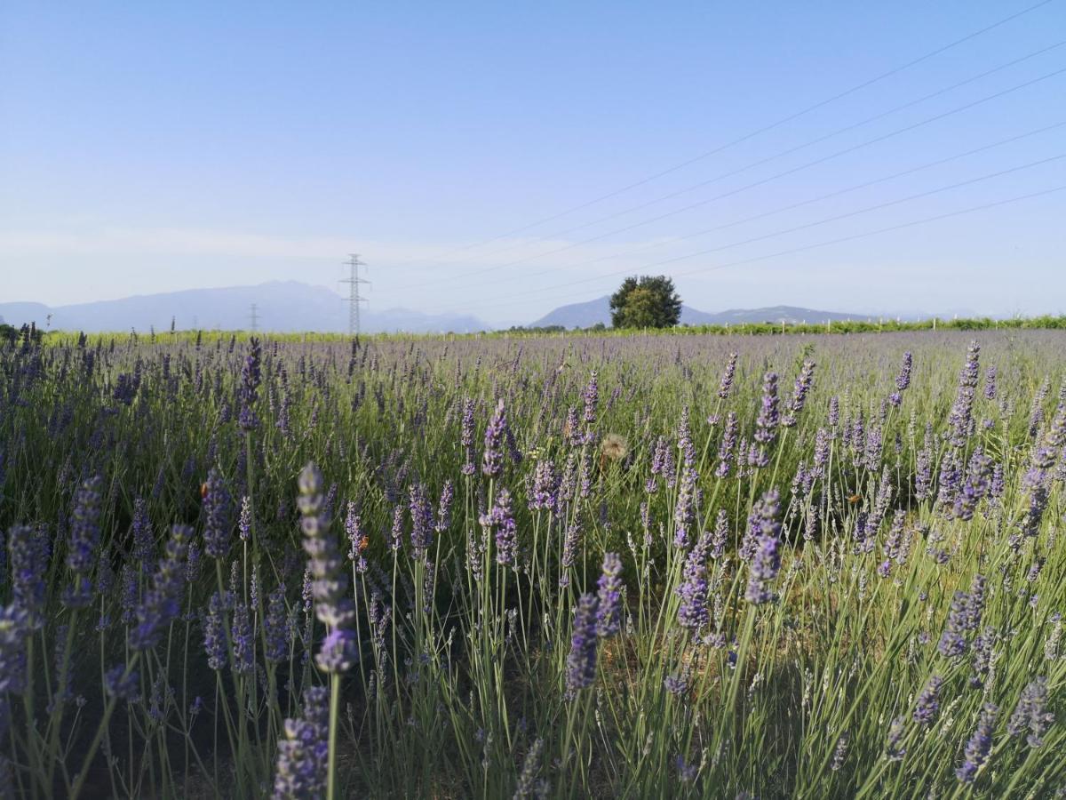 Agriturismo Colombare Teboi Lazise Exterior foto